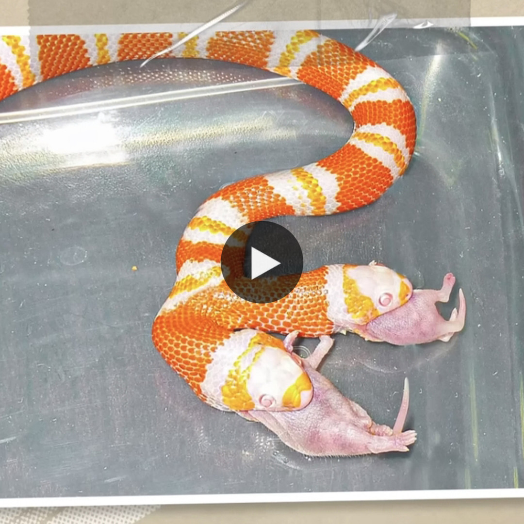 Discovering The Astonishing Two Headed Snake L