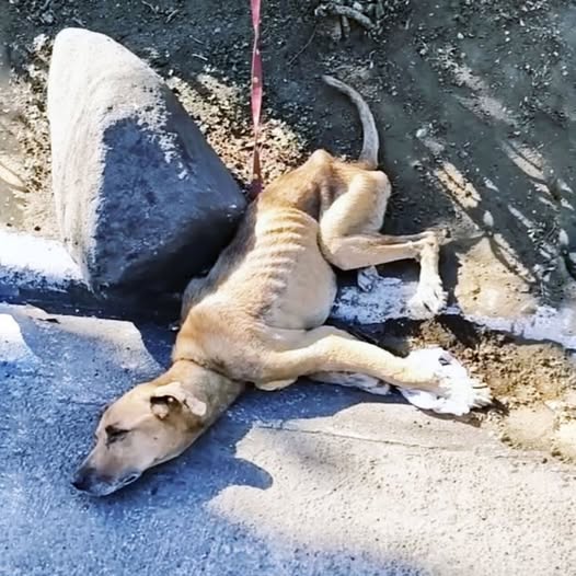 Chained, Starving, and Ignored, This Dog Took Months to Trust Again